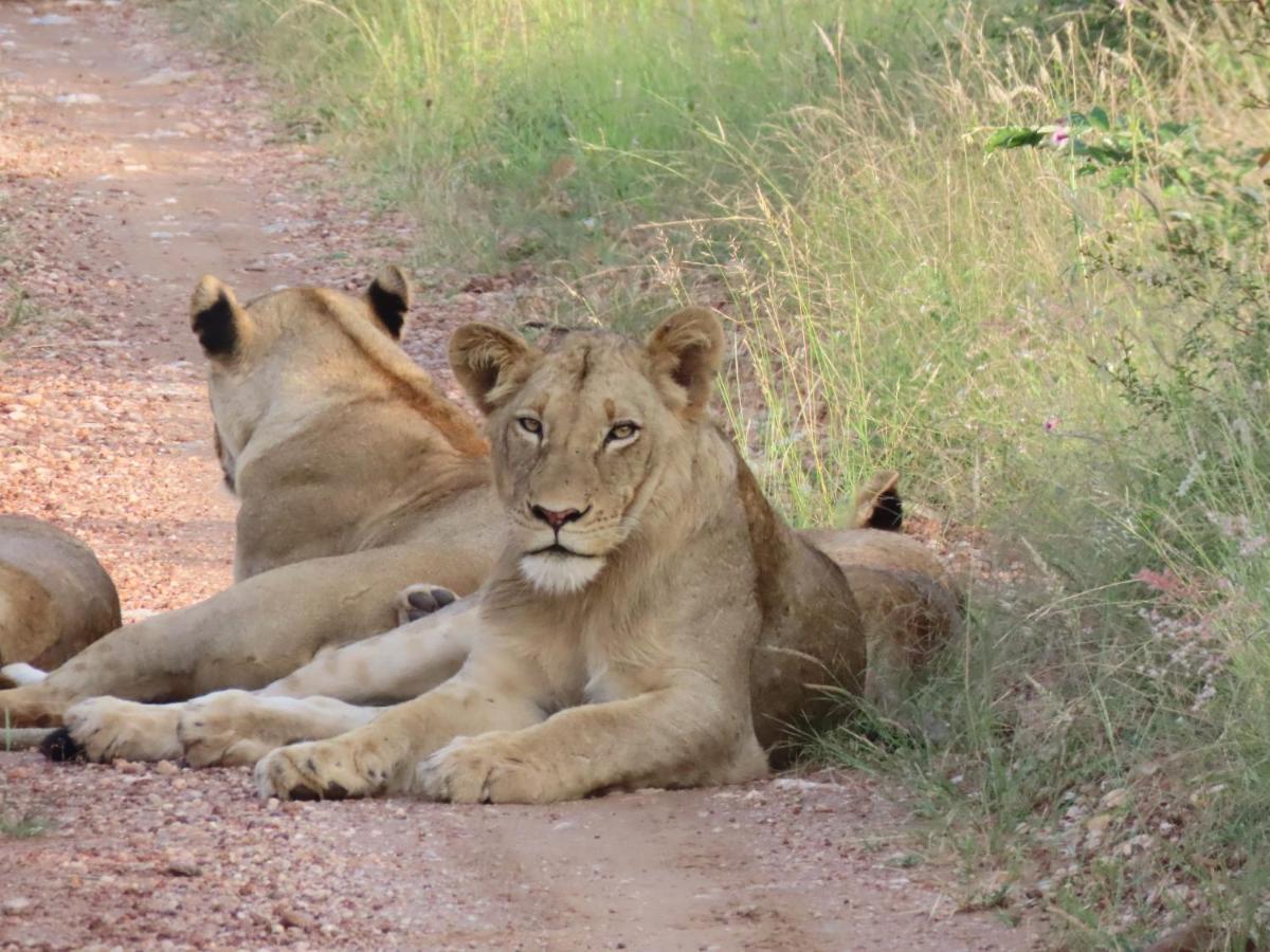 ムウェティ ブッシュ ロッジ Grietjie Game Reserve エクステリア 写真