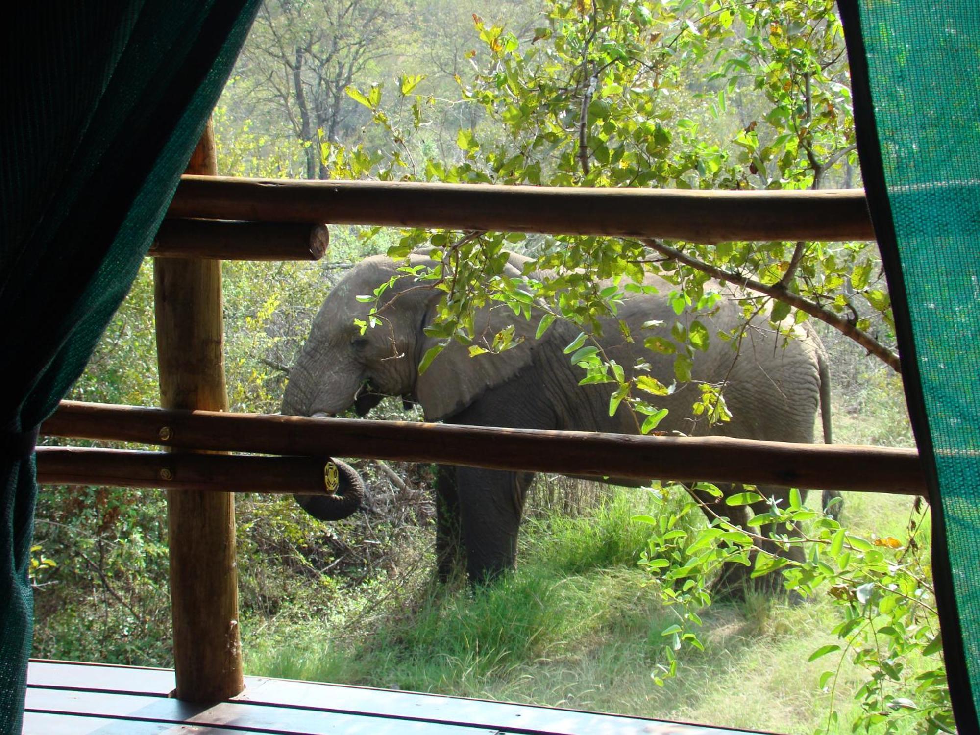 ムウェティ ブッシュ ロッジ Grietjie Game Reserve 部屋 写真