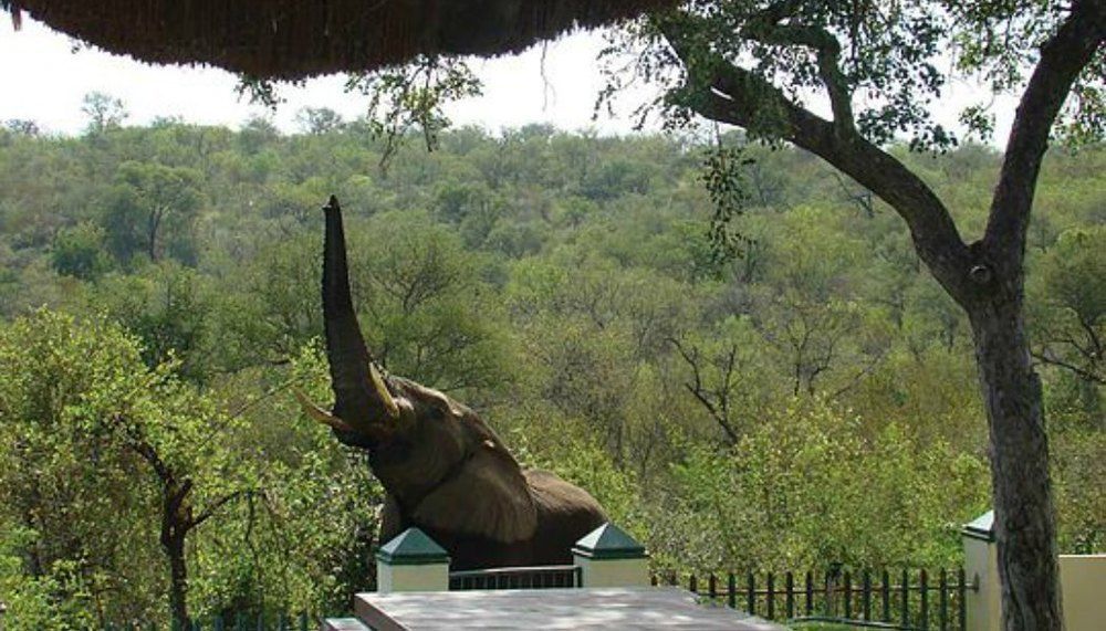 ムウェティ ブッシュ ロッジ Grietjie Game Reserve エクステリア 写真