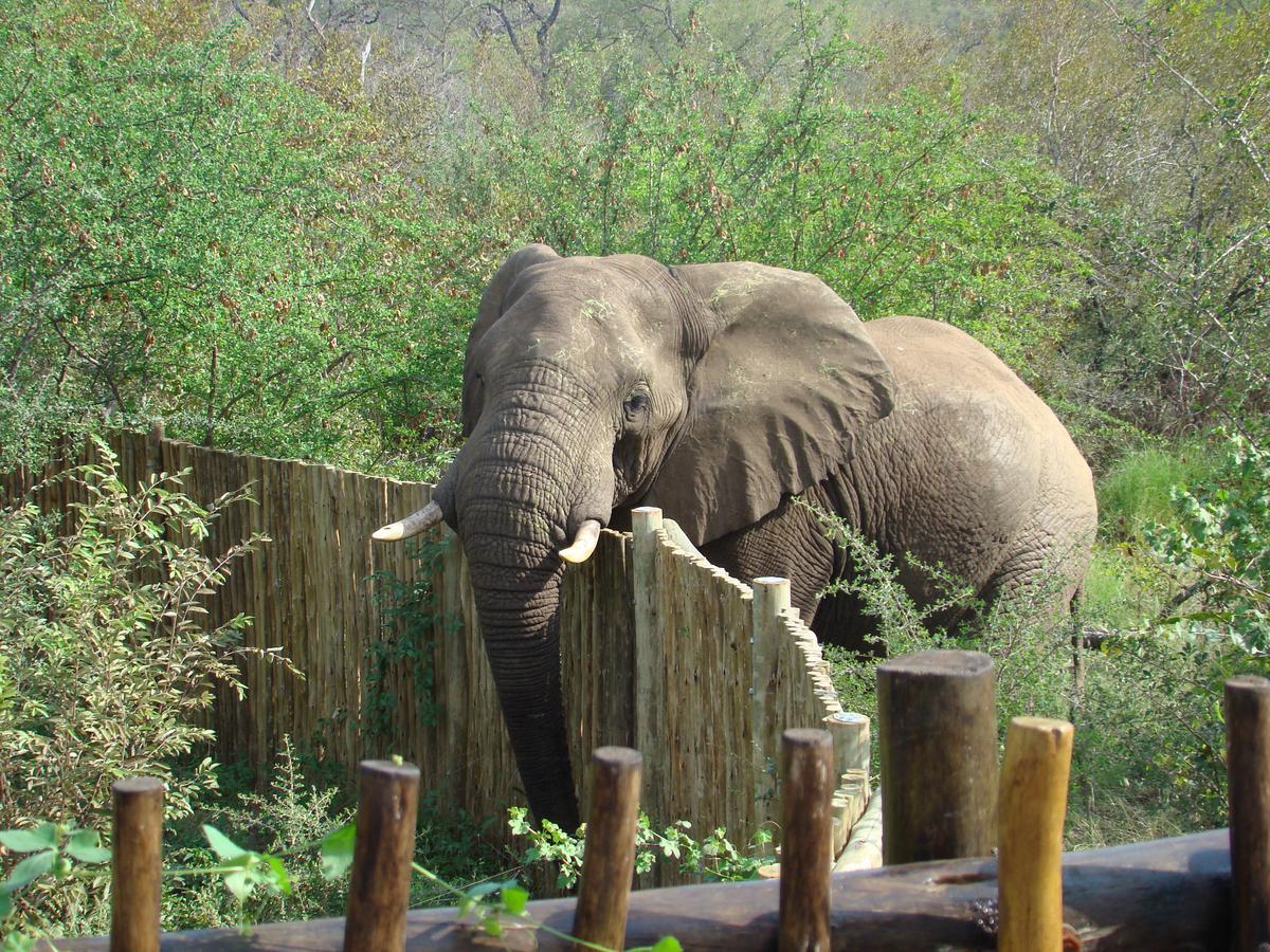 ムウェティ ブッシュ ロッジ Grietjie Game Reserve エクステリア 写真