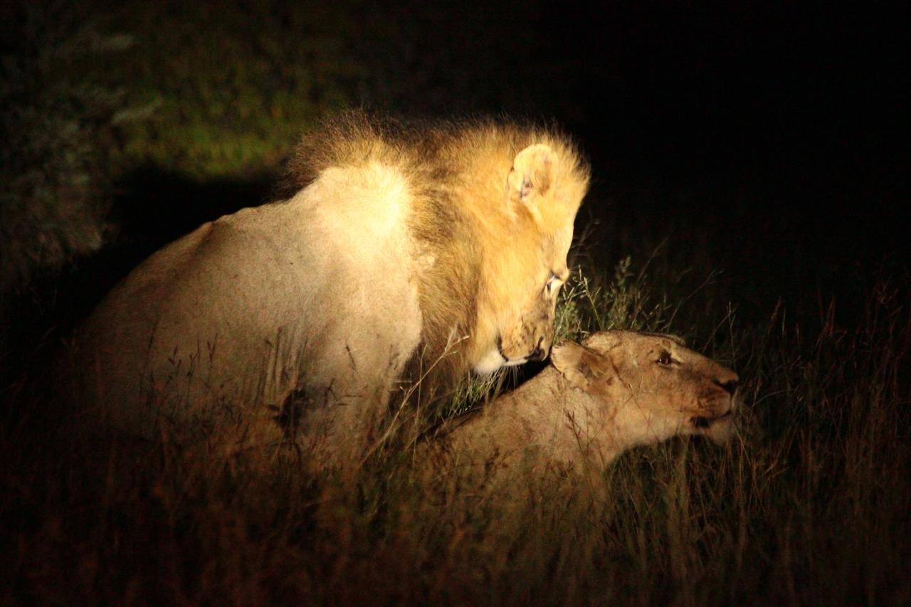 ムウェティ ブッシュ ロッジ Grietjie Game Reserve エクステリア 写真