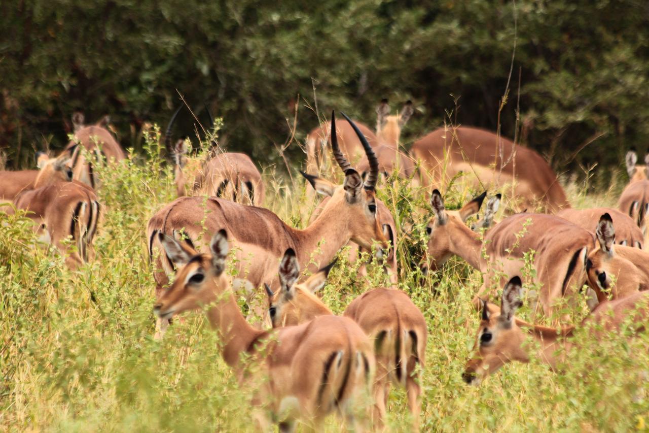 ムウェティ ブッシュ ロッジ Grietjie Game Reserve エクステリア 写真
