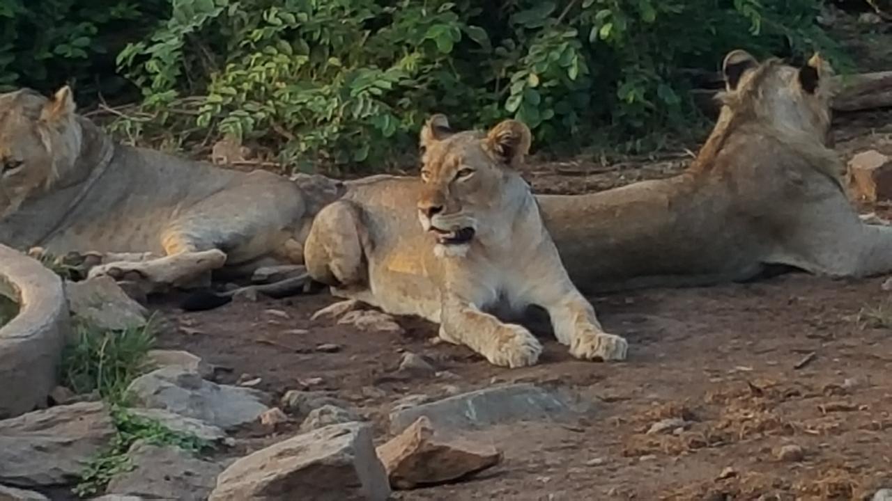 ムウェティ ブッシュ ロッジ Grietjie Game Reserve エクステリア 写真