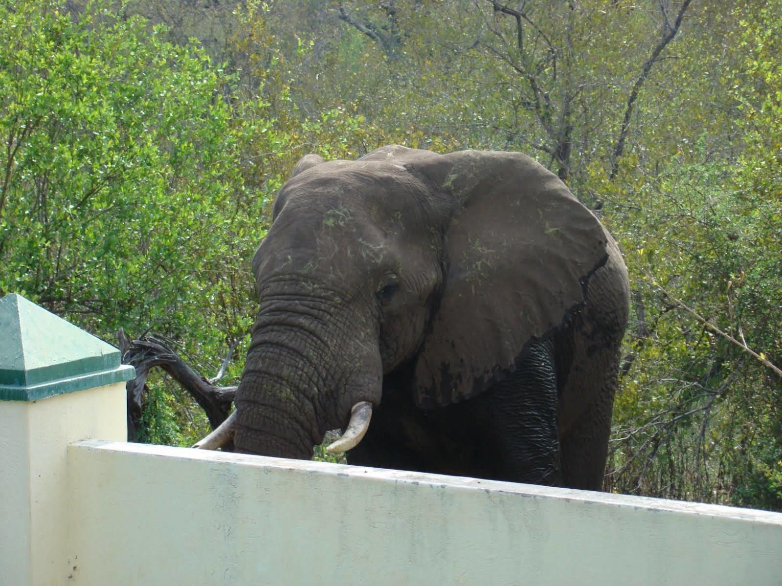 ムウェティ ブッシュ ロッジ Grietjie Game Reserve エクステリア 写真